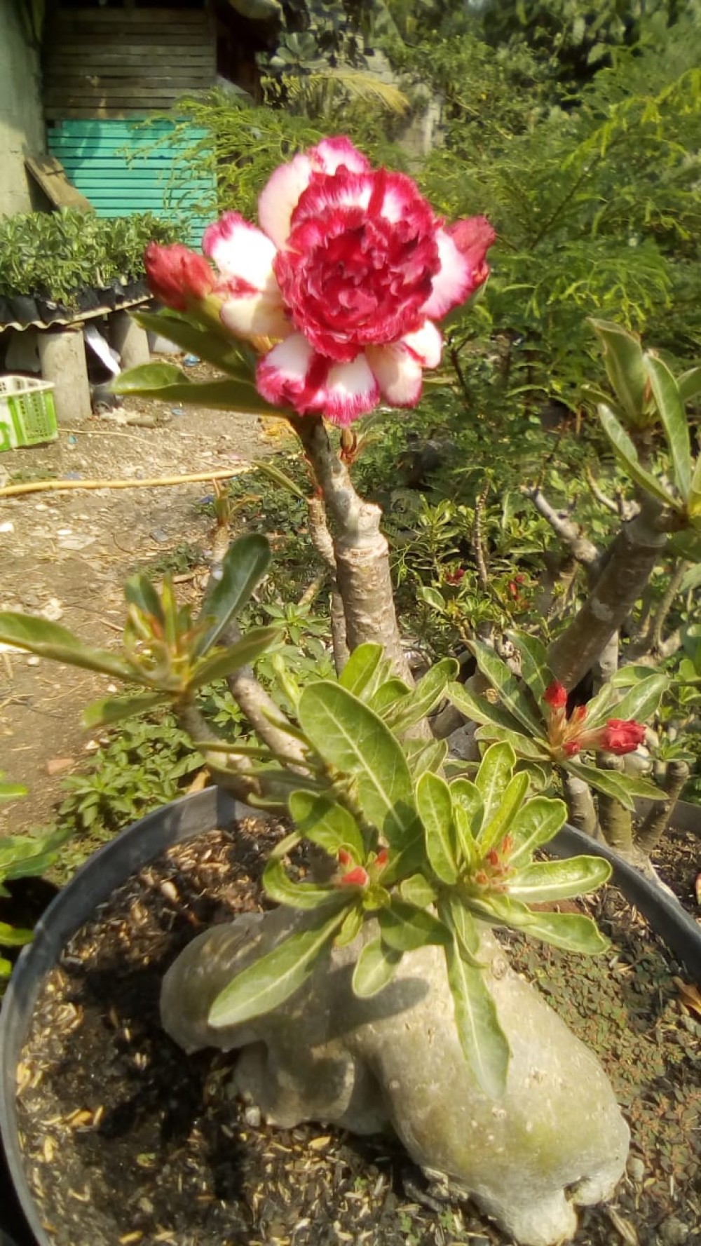  Tanaman  Hias  Adenium  Size Jumbo